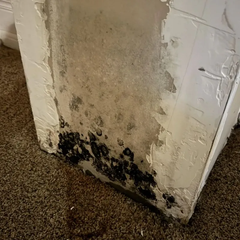 Professional Mold Removal in McGovern, PA